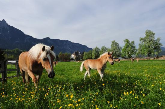 Haflingergestut Fohlenhof