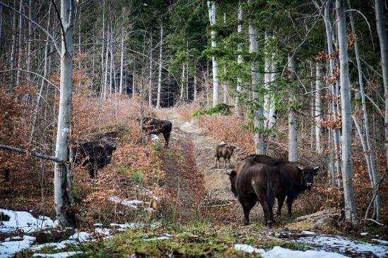 Zimbra Reserve Dragos Voda