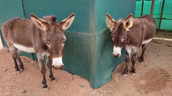 Eseltjiesrus Donkey Sanctuary