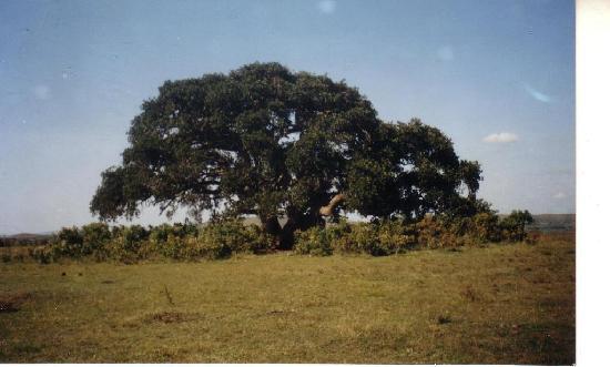Bugona Tree