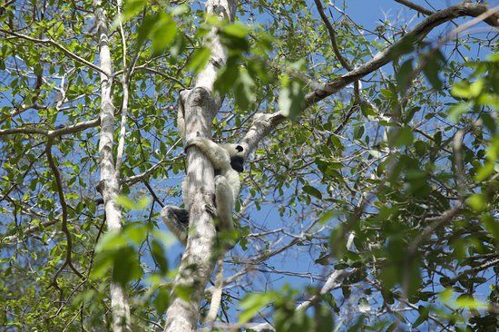 Kirindy Forest Morondava Madagascar