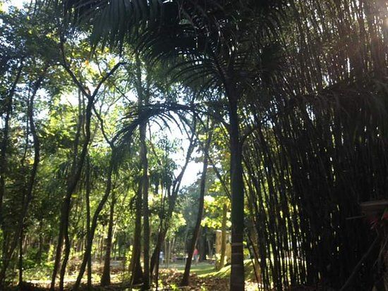 Bosque Manoel Cartucho