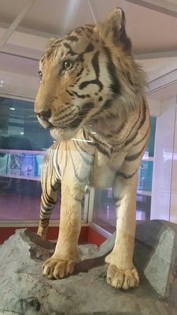 Departmental Museum of Natural Sciences INCIVA