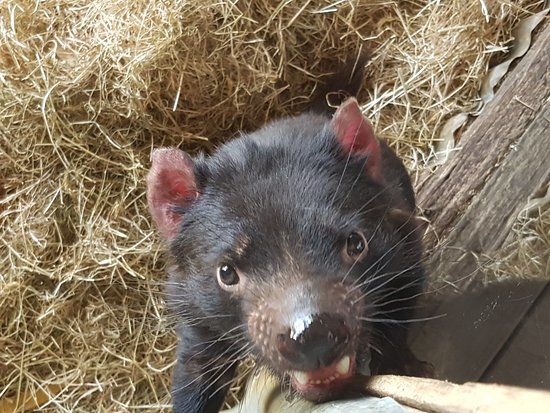 Tasmanian Devil Unzoo