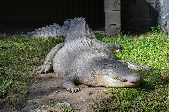 David Fleay Wildlife Park