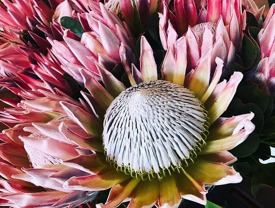 Yelverton Protea Farm
