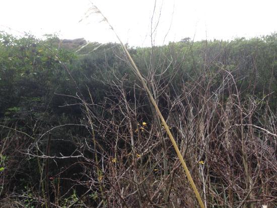 Tweedies Gully Track