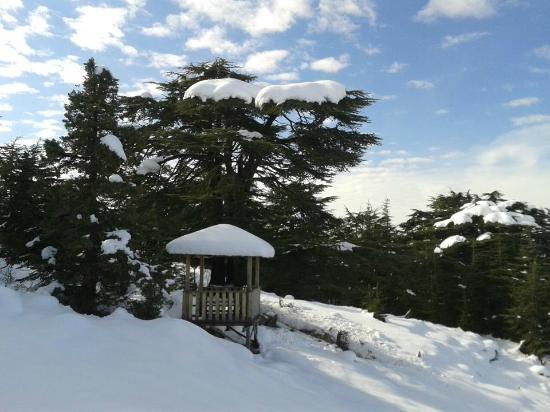 Tannourine Cedar Forest Nature Reserve