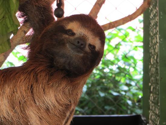 The Buttercup Center