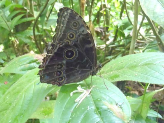 Pierella Ecological Garden