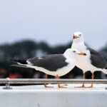 Mister Donut Marugame