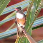 New Shanghai Chinese Takeaway