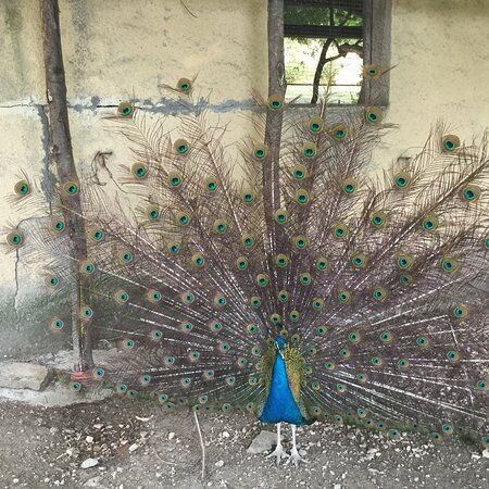 Agriturismo Orsaiola