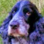 Restaurante el Fogon