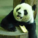 Fågelsången Café & Kiosk