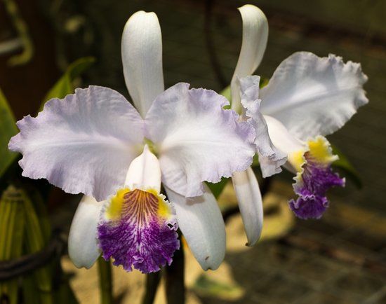 Orchids & Birds Finca Romelia