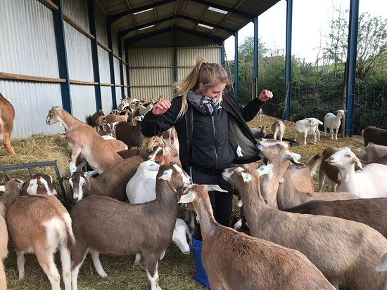 Dartington Dairy @ Old Parsonage Farm