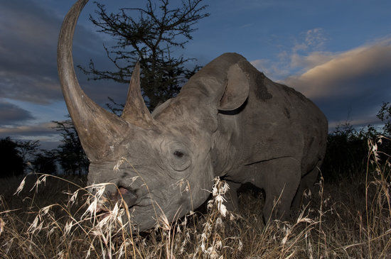 Ol Pejeta Conservancy