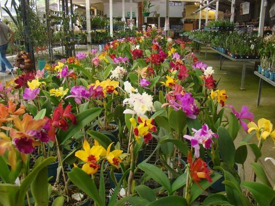 Orquidário Oriental