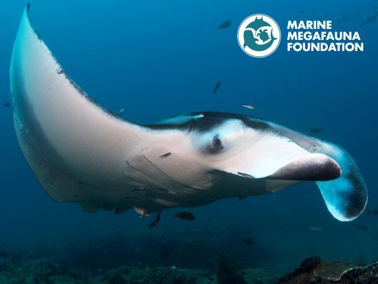 Marine Megafauna Foundation