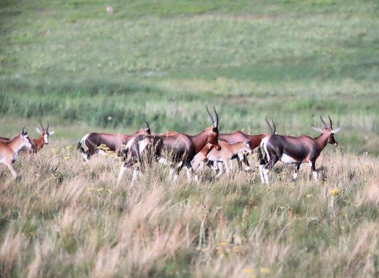Glen Garriff Conservation