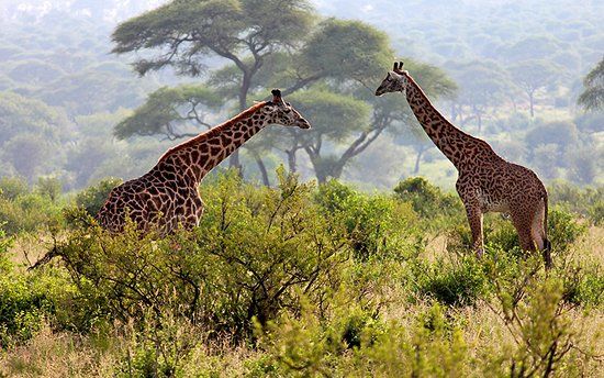Lake Manyara