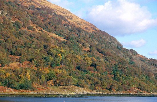 Glasdrum Wood National Nature Reserve