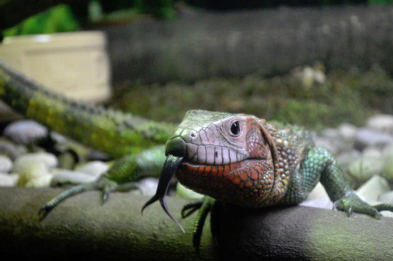 The ZooLab Jungle Room