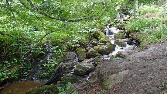 Hayedo de Monte Grande