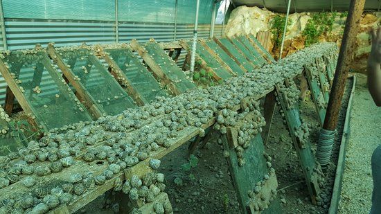 Snail Farm and Fun