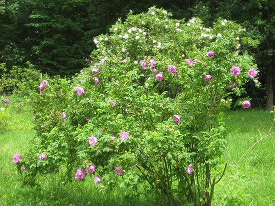 Wildrosengarten Zweibrücken