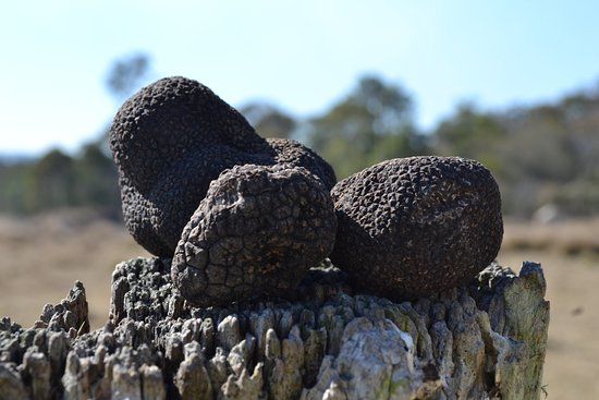 Truffle Discover Centre Stanthorpe