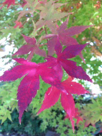 Jardín Botánico de Arroyo de la Encomienda