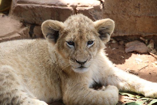 Loebies Predator Park