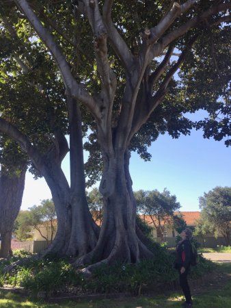 Historic Moreton Bay Fig tree