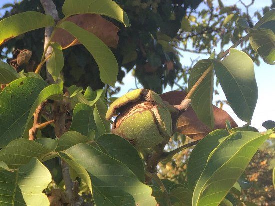 La Ferme des Monteyx