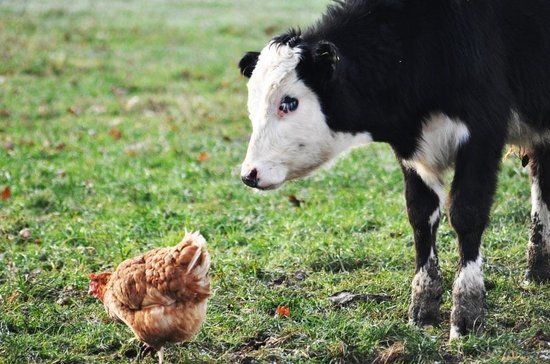 Highfields Happy Hens