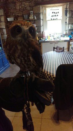 Owl and Pussycat Centre