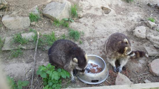 Tier-Wild- und Spielpark Preding