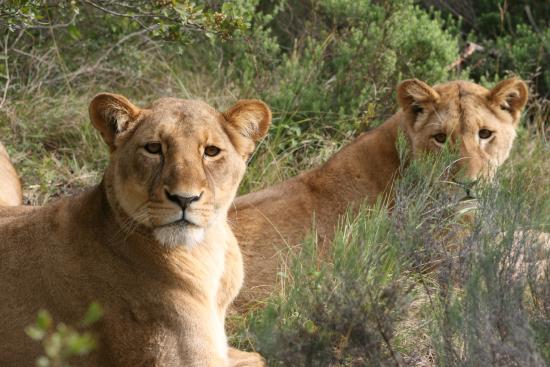 Kwantu Private Game Reserve