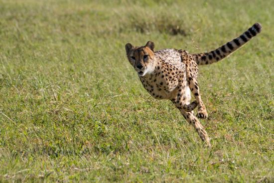 De Wildt Shingwedzi Cheetah Ranch
