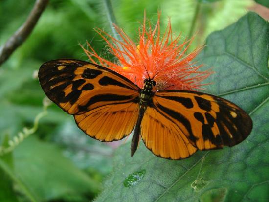 Mariposario Tambopata Butterfly Farm