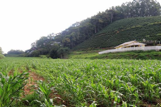 Sitio da Familia Brioschi