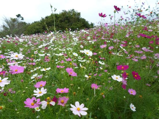 Colha & Pague Kaki Fuyu