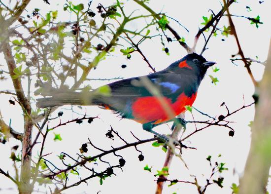 Aves Internacionales Colombia