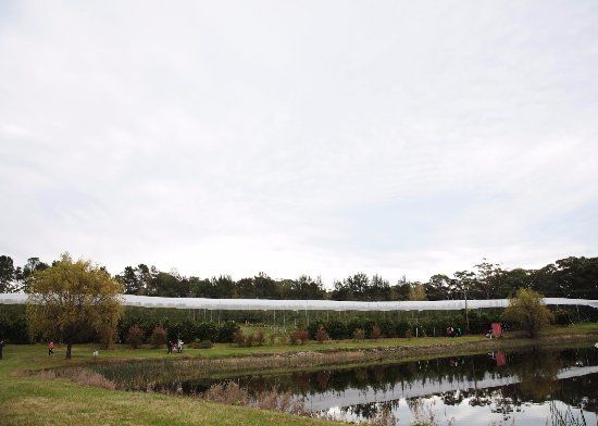 Bilpin Springs Orchard