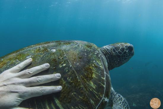 Cook Island Aquatic Reserve