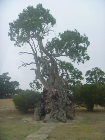 The Herbig Family Tree