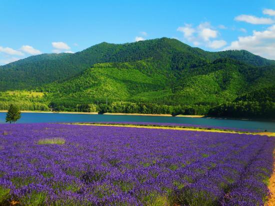 Lake Kanayama Forest Park