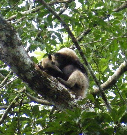 Rio Bravo Forest Reserve